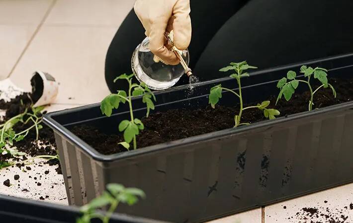 家庭菜園の水やり、量以外にもポイントがあった！　プロが教える『正解』は