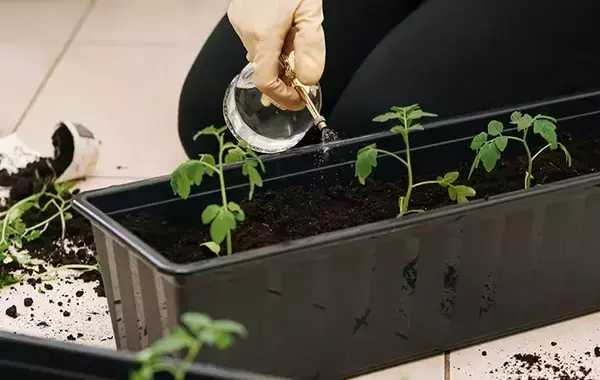 「家庭菜園の水やり、量以外にもポイントがあった！　プロが教える『正解』は」の画像