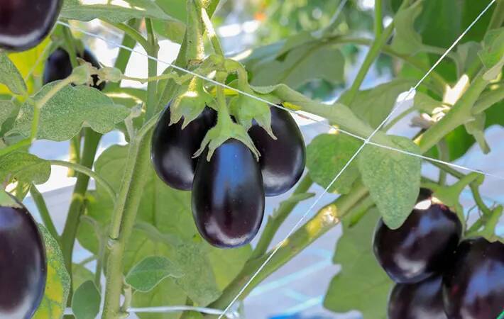 家庭菜園の水やり、量以外にもポイントがあった！　プロが教える『正解』は
