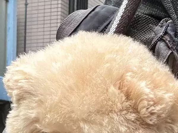 通りすがりに何度も…　トリミング帰りのエピソードに「そりゃあいわれますよ！」