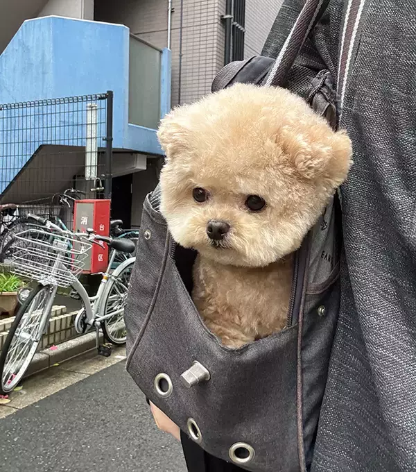 「通りすがりに何度も…　トリミング帰りのエピソードに「そりゃあいわれますよ！」」の画像