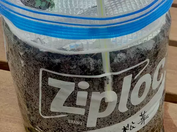 100均アイテムで家庭菜園の悩みが解決！ストローと水切りネットを使った『裏ワザ』に絶賛の声