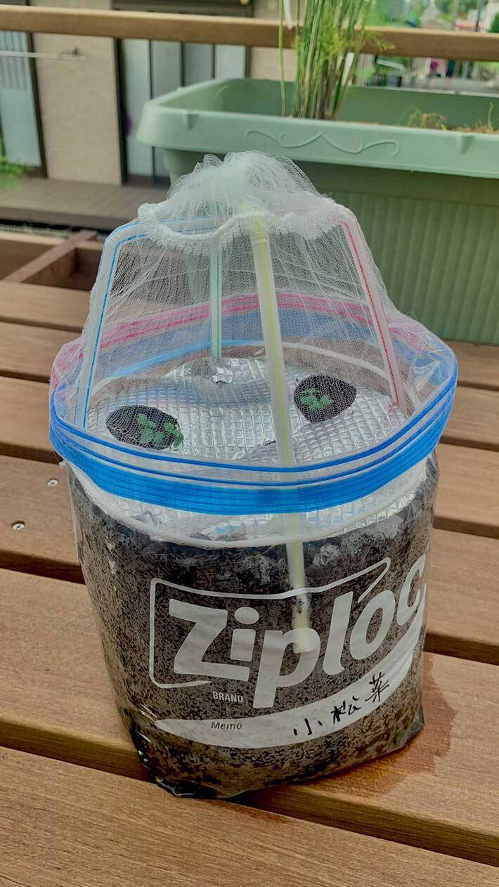 100均アイテムで家庭菜園の悩みが解決！ストローと水切りネットを使った『裏ワザ』に絶賛の声