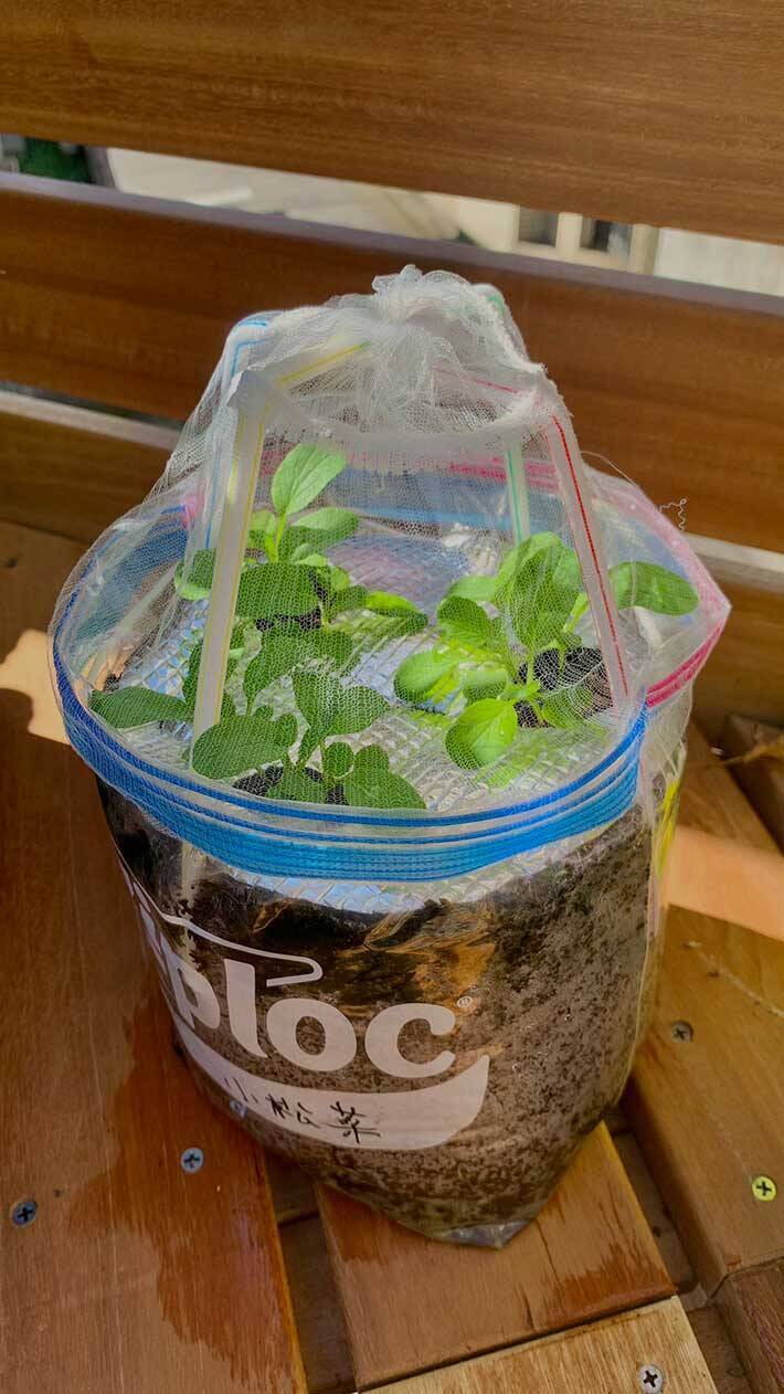 100均アイテムで家庭菜園の悩みが解決！ストローと水切りネットを使った『裏ワザ』に絶賛の声