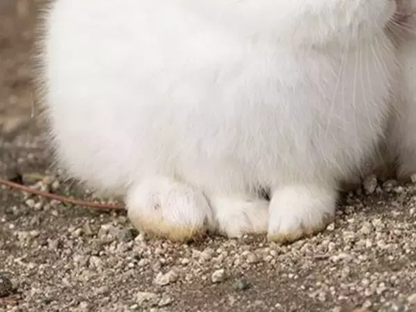 『雪見だいふく』にそっくり！　写真家が撮ったウサギの仲よしショットが話題