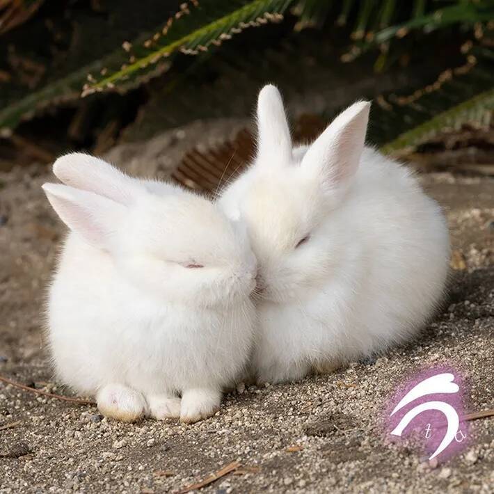 『雪見だいふく』にそっくり！　写真家が撮ったウサギの仲よしショットが話題