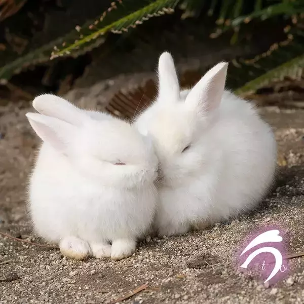 「『雪見だいふく』にそっくり！　写真家が撮ったウサギの仲よしショットが話題」の画像