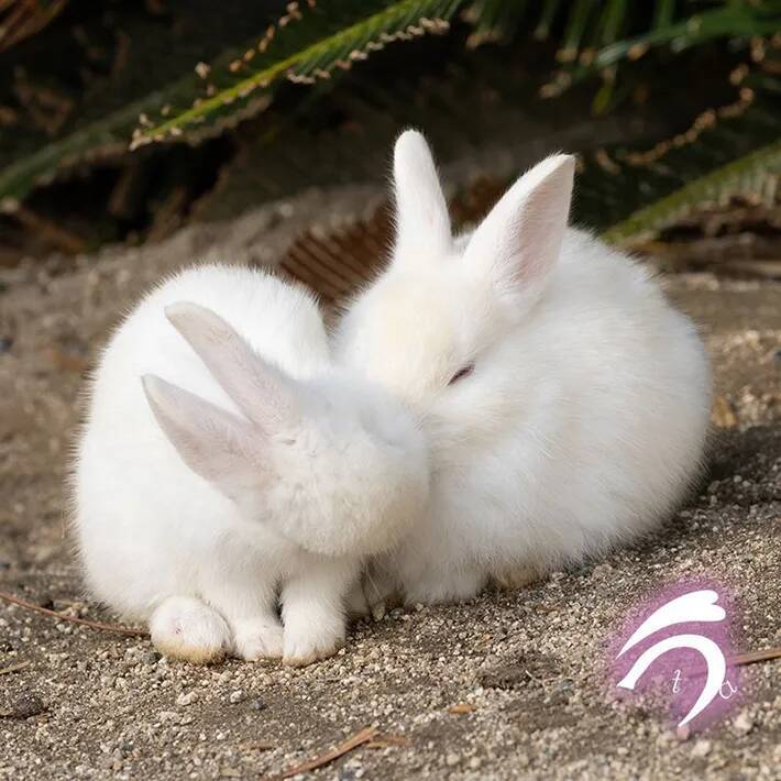 『雪見だいふく』にそっくり！　写真家が撮ったウサギの仲よしショットが話題