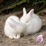 「『雪見だいふく』にそっくり！　写真家が撮ったウサギの仲よしショットが話題」の画像3