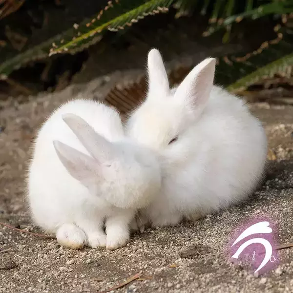 「『雪見だいふく』にそっくり！　写真家が撮ったウサギの仲よしショットが話題」の画像