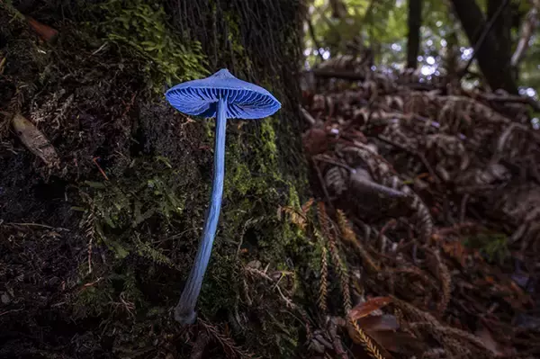 「原生林で初めて遭遇したのは？　神秘的な姿に「目を疑った」「信じられない」」の画像