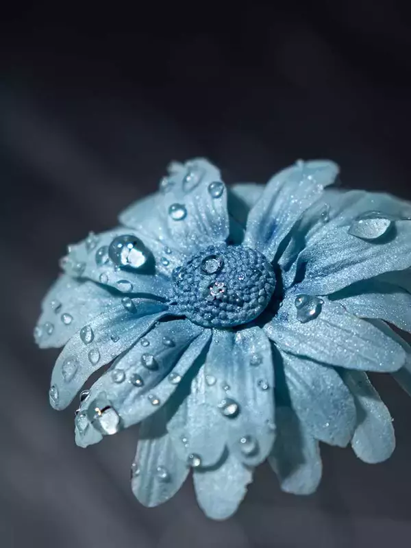 「雨に濡れた『青いガーベラ』　美しすぎる花の正体に「そう来たか！」」の画像