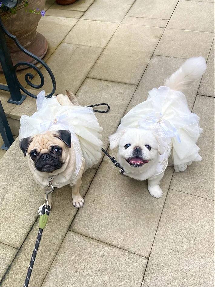 結婚式をした飼い主　「どの写真にも、愛犬が写っていてほしい」と考えた結果が…？「すごすぎる！」