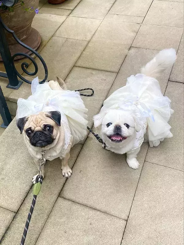 「結婚式をした飼い主　「どの写真にも、愛犬が写っていてほしい」と考えた結果が…？「すごすぎる！」」の画像