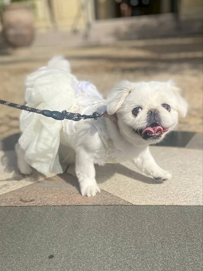 結婚式をした飼い主　「どの写真にも、愛犬が写っていてほしい」と考えた結果が…？「すごすぎる！」