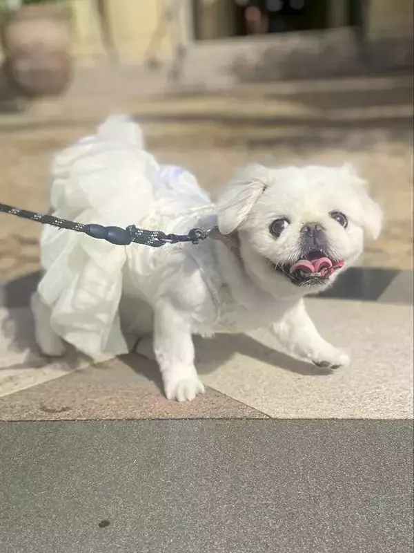 「結婚式をした飼い主　「どの写真にも、愛犬が写っていてほしい」と考えた結果が…？「すごすぎる！」」の画像