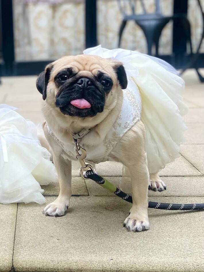 結婚式をした飼い主　「どの写真にも、愛犬が写っていてほしい」と考えた結果が…？「すごすぎる！」