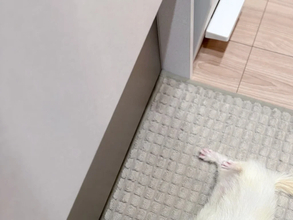 「フェレットが落ちてる」　ある朝のキッチンで飼い主を見上げ続ける白い子　その理由が？