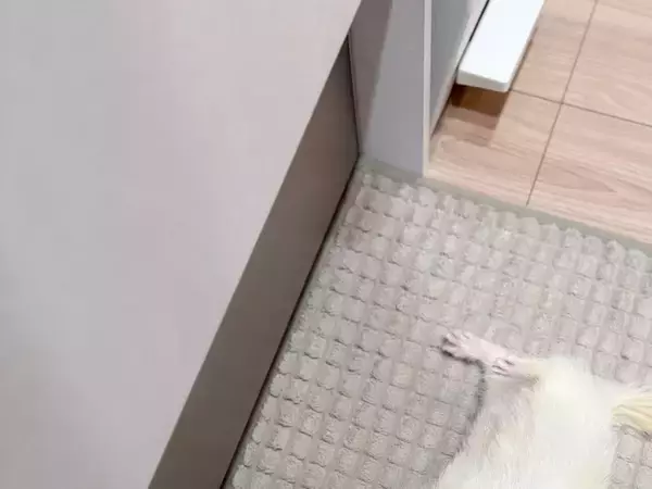 「フェレットが落ちてる」　ある朝のキッチンで飼い主を見上げ続ける白い子　その理由が？