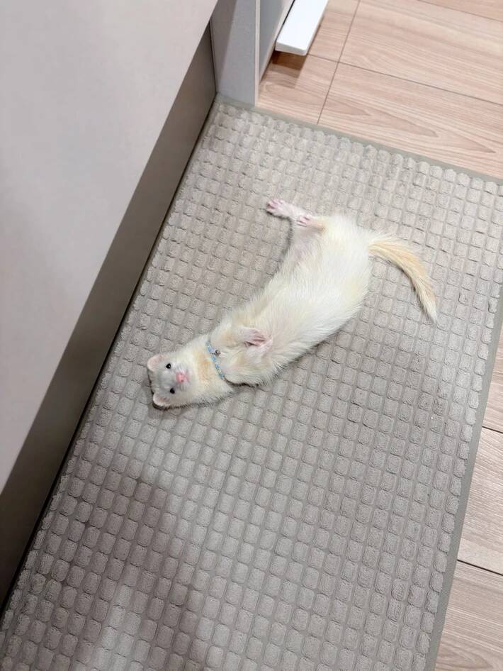 「フェレットが落ちてる」　ある朝のキッチンで飼い主を見上げ続ける白い子　その理由が？