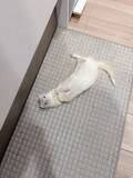 「「フェレットが落ちてる」　ある朝のキッチンで飼い主を見上げ続ける白い子　その理由が？」の画像2