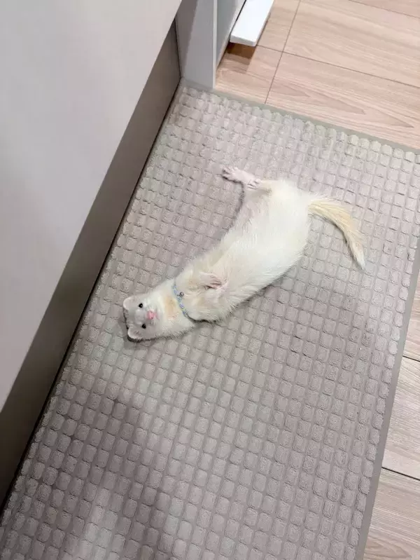 「「フェレットが落ちてる」　ある朝のキッチンで飼い主を見上げ続ける白い子　その理由が？」の画像