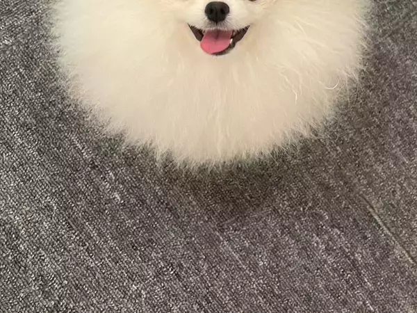 犬に見えないポメラニアン　その姿に「完璧だわ」「シマエナガに見える」