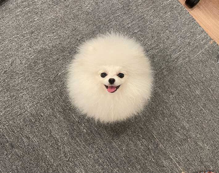 犬に見えないポメラニアン　その姿に「完璧だわ」「シマエナガに見える」