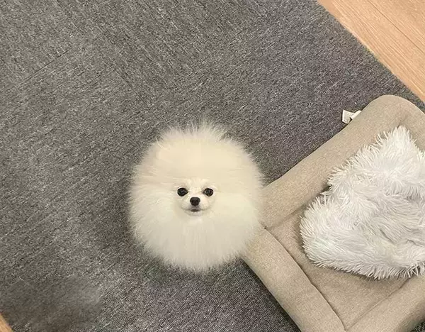 「犬に見えないポメラニアン　その姿に「完璧だわ」「シマエナガに見える」」の画像