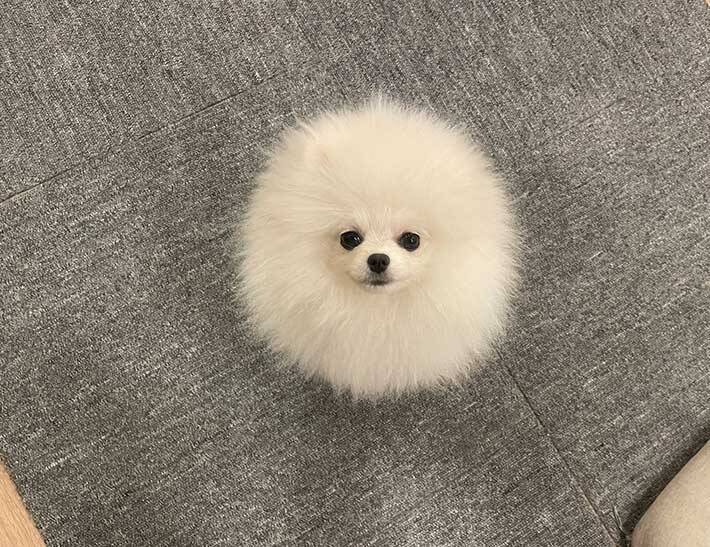 犬に見えないポメラニアン　その姿に「完璧だわ」「シマエナガに見える」