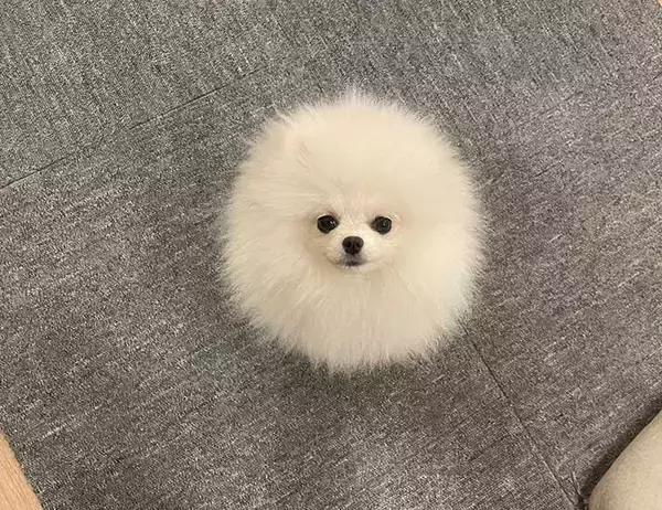 「犬に見えないポメラニアン　その姿に「完璧だわ」「シマエナガに見える」」の画像