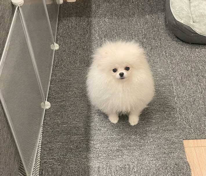 犬に見えないポメラニアン　その姿に「完璧だわ」「シマエナガに見える」