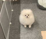 「犬に見えないポメラニアン　その姿に「完璧だわ」「シマエナガに見える」」の画像5