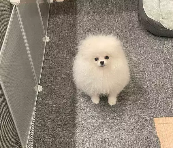 「犬に見えないポメラニアン　その姿に「完璧だわ」「シマエナガに見える」」の画像