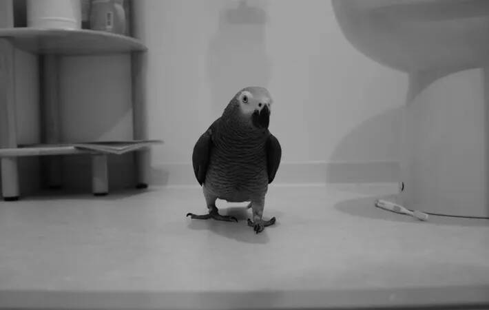 『仕事終わりました感』を見せるヨウム　周囲をよく見ると…「やめてー！」