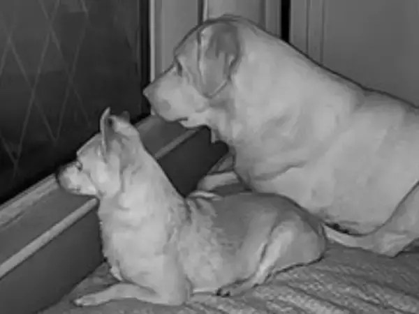 家族が寝静まる真夜中　室内カメラに映っていたのは…？「涙が止まらない」「これほど幸せな瞬間はない」