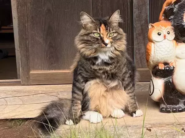 縁側でくつろぐ猫　隣にいたものに「そっくりすぎる！」「座り方までかわいい」