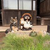 「縁側でくつろぐ猫　隣にいたものに「そっくりすぎる！」「座り方までかわいい」」の画像2