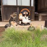 「縁側でくつろぐ猫　隣にいたものに「そっくりすぎる！」「座り方までかわいい」」の画像3