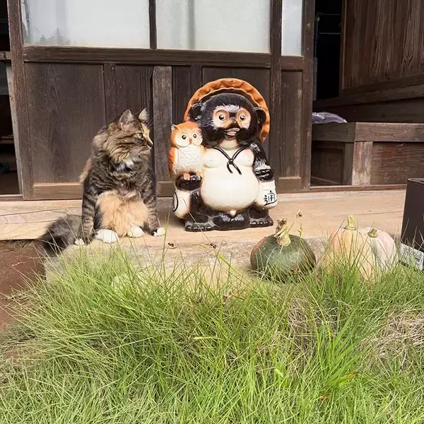 「縁側でくつろぐ猫　隣にいたものに「そっくりすぎる！」「座り方までかわいい」」の画像
