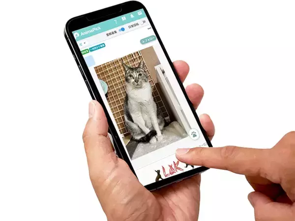 「「動物の投稿だけが見たい…」　『専用SNSアプリ』を使ってみると？」の画像