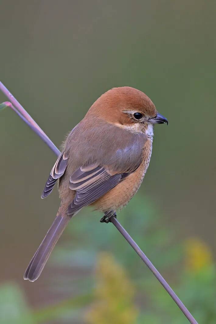 冬仕様になった『モズ』　意外なギャップを感じる姿が…「キュン！」