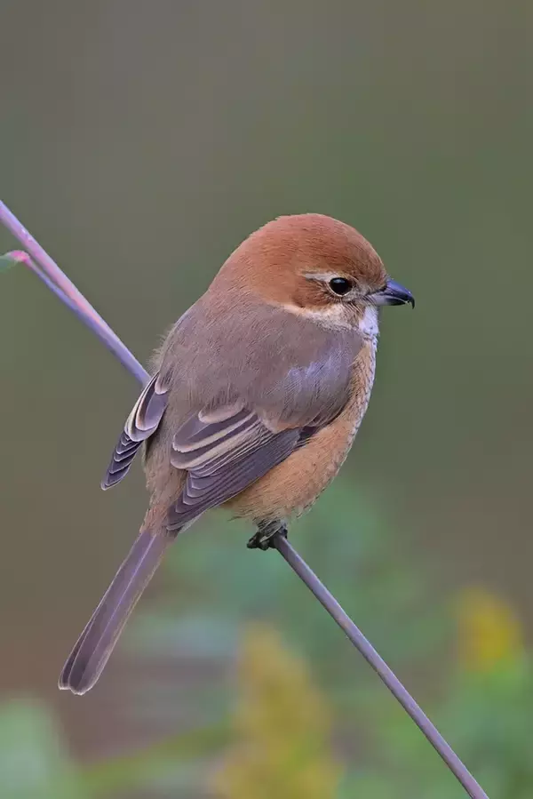 「冬仕様になった『モズ』　意外なギャップを感じる姿が…「キュン！」」の画像