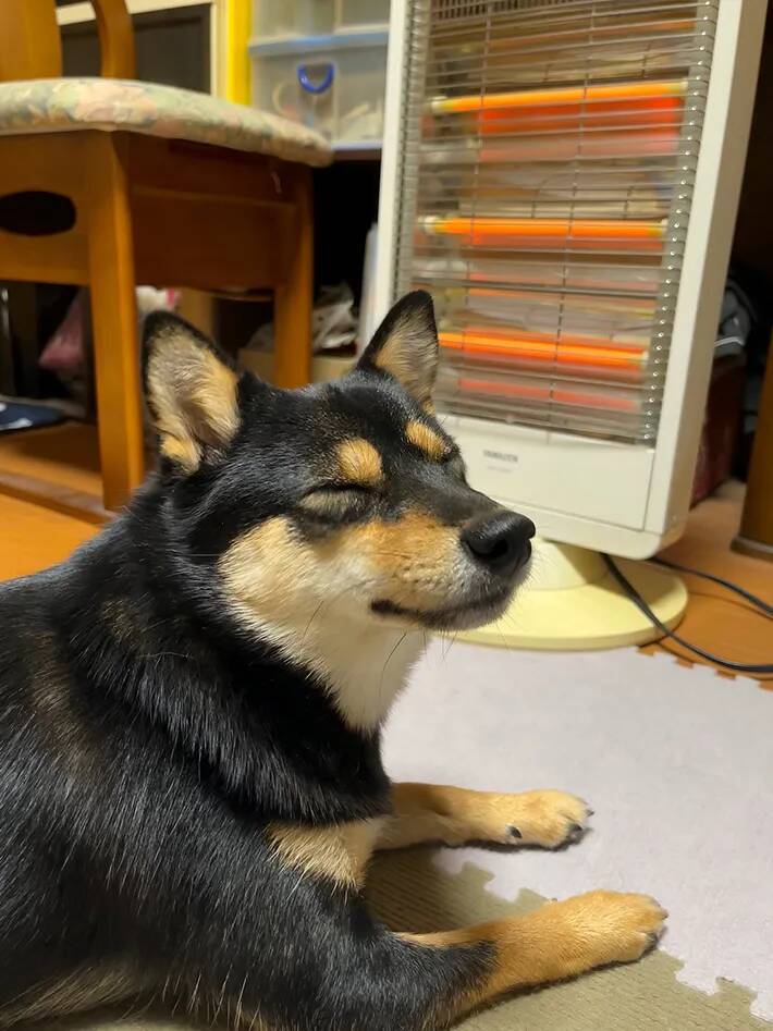 母親の部屋から出てこない柴犬　様子を見に行くと…「特等席やん！」「この表情はズルい」