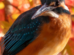 東京の公園で奇跡の共演！　紅葉と『青い宝石』が織りなす絶景に称賛の声
