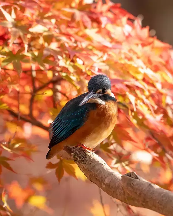「東京の公園で奇跡の共演！　紅葉と『青い宝石』が織りなす絶景に称賛の声」の画像