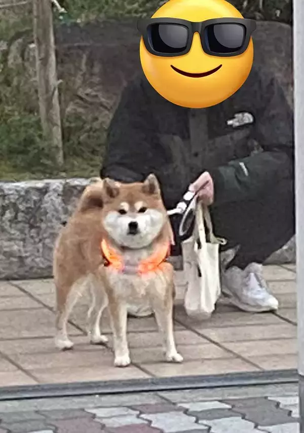 「飼い主「かわいい犬がいるな～」　道路の反対側をよく見ると？「めっちゃ笑った」」の画像