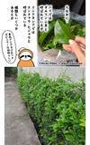 「バリ島で親しまれる飲み物『エスダルマン』、知ってる？　漫画に「味が気になる！」」の画像10