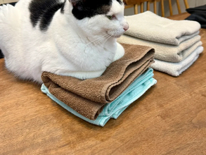 洗ったタオルで顔を拭くと猫の毛が…　理由に「これはわざと」「猫飼いあるある」