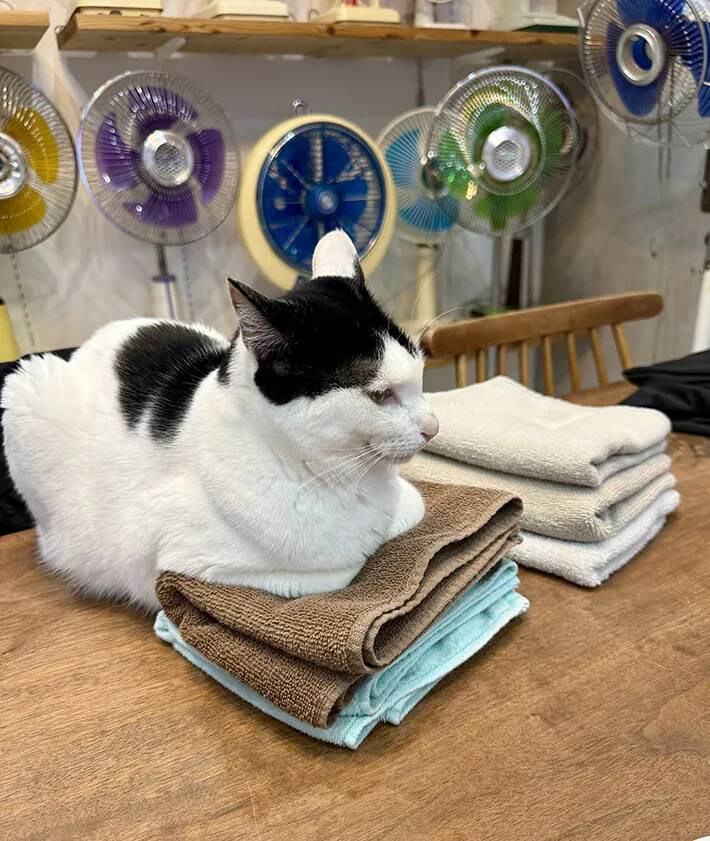 洗ったタオルで顔を拭くと猫の毛が…　理由に「これはわざと」「猫飼いあるある」